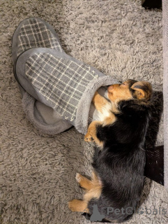 Photo №1. yorkshire terrier - à vendre en ville de Chœur | négocié | Annonce №173358