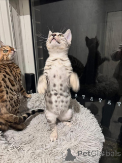 Photo №2 de l'annonce № 152663 de la vente bengal - acheter à Suisse annonce privée