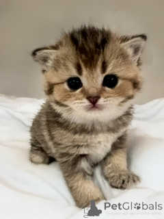 Photo №2 de l'annonce № 136313 de la vente scottish straight - acheter à France éleveur