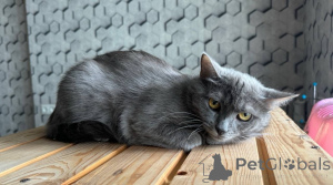 Photo №1.  - à vendre en ville de Москва | Gratuit | Annonce № 140886