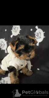 Photo №4. Je vais vendre yorkshire terrier en ville de Regensburg. annonce privée - prix - 265€