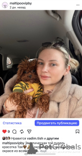 Photo №4. Je vais vendre maltipu en ville de Minsk. de la fourrière - prix - 1744€