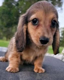 Photo №4. Je vais vendre chien bâtard en ville de Ettlingen. annonce privée - prix - 580€