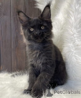 Photo №1. maine coon - à vendre en ville de Bellaire | 436€ | Annonce № 161772