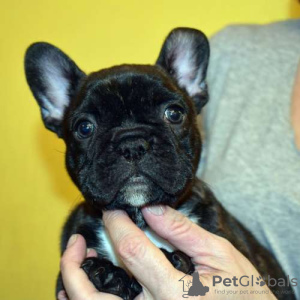 Photo №1. bouledogue - à vendre en ville de Munich | 360€ | Annonce №122967