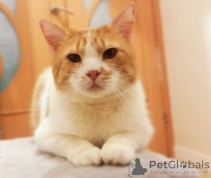 Photo №2 de l'annonce № 92484 de la vente chat de gouttière - acheter à Biélorussie annonce privée