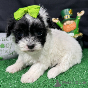 Photo №2 de l'annonce № 165218 de la vente maltipu - acheter à La Roumanie éleveur