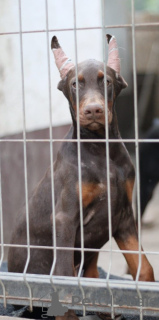 Photo №2 de l'annonce № 54415 de la vente dobermann - acheter à Serbie éleveur