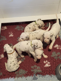 Photo №1. dalmatien - à vendre en ville de New york | 284€ | Annonce №115052