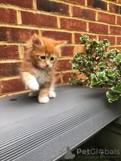 Photo №2 de l'annonce № 75819 de la vente maine coon - acheter à Allemagne annonce privée, de la fourrière