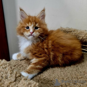 Photo №1. maine coon - à vendre en ville de Milan | négocié | Annonce № 95731