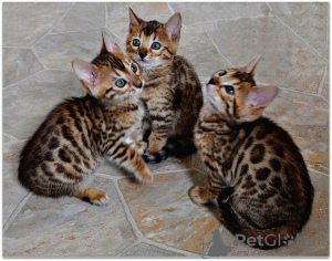 Photo №1.  - à vendre en ville de Berlin | Gratuit | Annonce № 133425