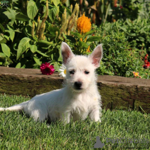 Photo №2 de l'annonce № 44772 de la vente west highland white terrier - acheter à Allemagne 