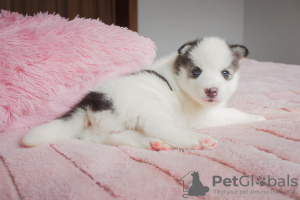 Photo №1. husky de sibérie - à vendre en ville de Poltava | 182€ | Annonce №9574