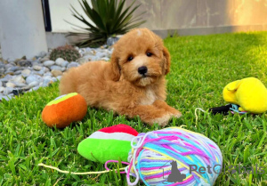 Photo №3. Sweet Maltipoos disponible pour les nouvelles maisons. Allemagne