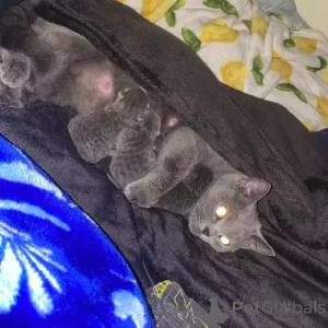 Photo №1. british shorthair - à vendre en ville de Halle (Saale) | 380€ | Annonce № 167270