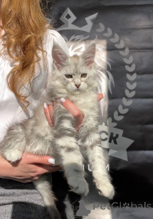Photo №4. Je vais vendre maine coon en ville de Москва. de la fourrière - prix - 1594€