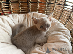 Photo №1. burmese - à vendre en ville de Burg | 350€ | Annonce № 177965