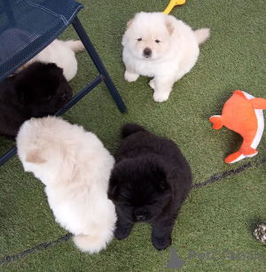 Photo №1. chow-chow - à vendre en ville de Caverne | 500€ | Annonce №159424