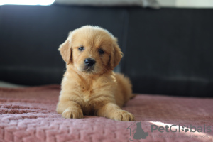 Photos supplémentaires: Chiots GOLDEN RETRIEVER-golden et dark gold, ZKwP, après champions, type