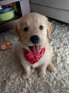 Photo №2 de l'annonce № 158757 de la vente golden retriever - acheter à Allemagne éleveur