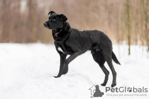 Photos supplémentaires: Le bon chien Drake est entre de bonnes mains.