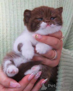 Photo №1. british shorthair - à vendre en ville de Meilleur | négocié | Annonce № 156781