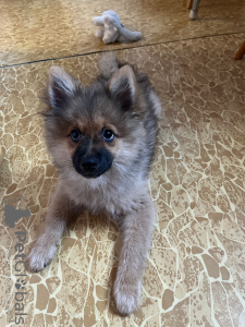 Photo №1. spitz allemand - à vendre en ville de Pilsen | négocié | Annonce №34538