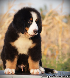 Photos supplémentaires: Chiots Bouvier Bernois