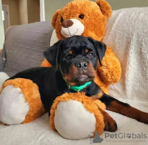 Photos supplémentaires: Sprzedam szczenięta Rottweiler gotowe do opuszczenia