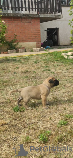 Photos supplémentaires: Chiots Bullmastiff