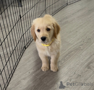 Photo №1. golden retriever - à vendre en ville de Anvers | Gratuit | Annonce №160251
