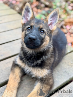 Photo №4. Je vais vendre berger allemand en ville de Brême. éleveur - prix - négocié