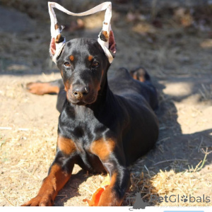 Photo №1. dobermann - à vendre en ville de Linköping | 900€ | Annonce №147982