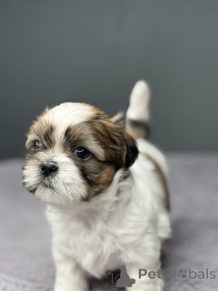 Photo №3. Adorable shih tzu à vendre. USA