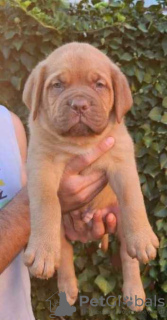 Photo №1. dogue de bordeaux - à vendre en ville de Jüchen | négocié | Annonce №126329