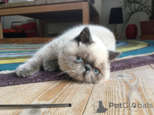 Photo №2 de l'annonce № 157791 de la vente exotic shorthair - acheter à Allemagne de l'abri, éleveur