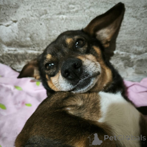 Photo №4. Je vais vendre chien bâtard en ville de Saint-Pétersbourg.  - prix - Gratuit