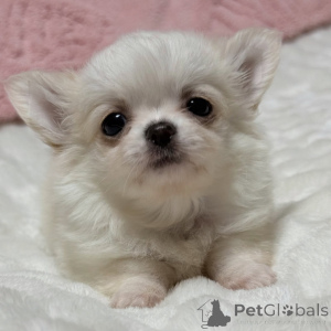 Photo №1. chihuahua - à vendre en ville de Lubná | 300€ | Annonce №174640