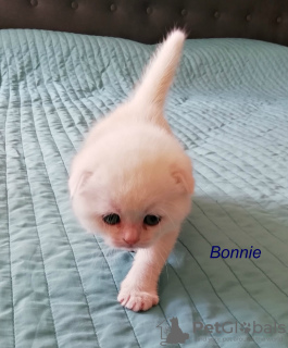 Photo №2 de l'annonce № 7733 de la vente scottish fold - acheter à Fédération de Russie de la fourrière, éleveur