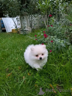 Photo №1. spitz nain - à vendre en ville de Aston | Gratuit | Annonce №176567