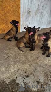 Photo №1. berger belge - à vendre en ville de Vienne | 1000€ | Annonce №165436