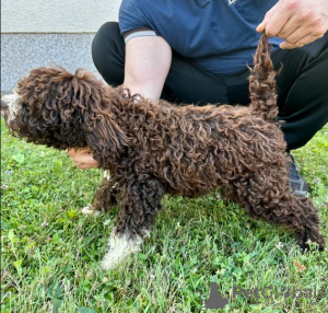 Photos supplémentaires: Chiots à vendre - Lagotto Romagnolo