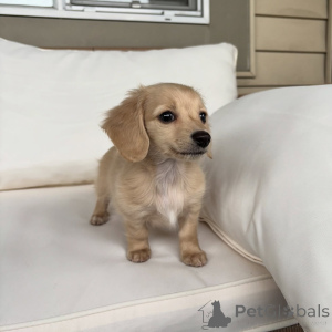 Photo №1. teckel - à vendre en ville de Berlin | négocié | Annonce №163519