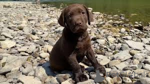 Photo №2 de l'annonce № 157246 de la vente labrador retriever - acheter à Allemagne annonce privée, éleveur