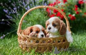 Photo №1. cavalier king charles spaniel - à vendre en ville de Gheant | 700€ | Annonce №167111