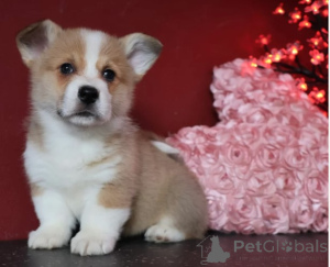 Photo №4. Je vais vendre welsh corgi en ville de Berlin. éleveur - prix - négocié