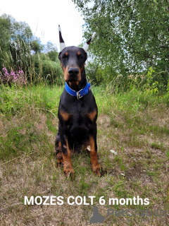 Photo №1. dobermann - à vendre en ville de Quedlinburg | 1600€ | Annonce №22334