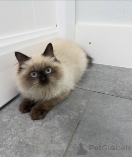 Photo №3. Chatons Ragdoll Premium disponibles Tempérament doux et look époustouflant. Suisse