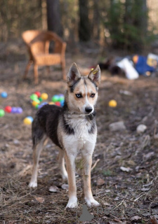 Photo №2 de l'annonce № 138868 de la vente chien bâtard - acheter à Fédération de Russie 